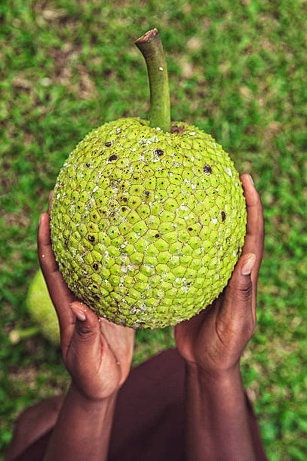 Caption: Freshly Plucked Breadfruit Wallpaper