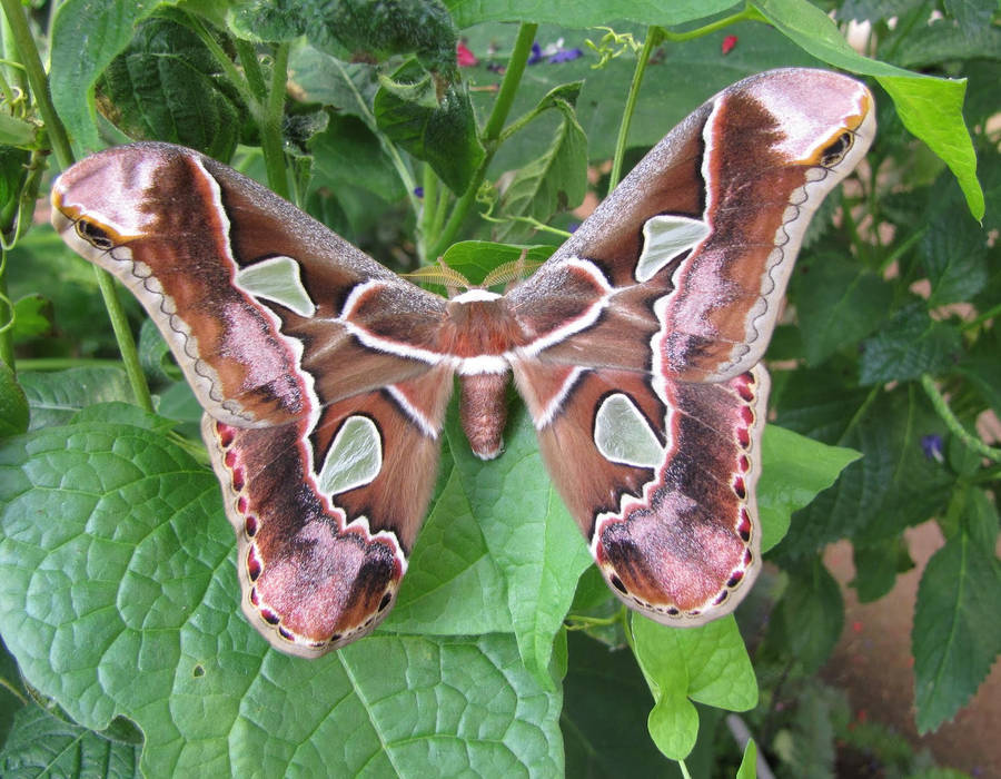 Caption: Giant Rothschildia Silkmoth In A Garden Wallpaper