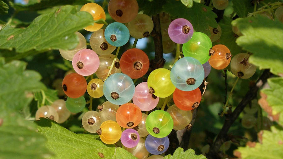 Caption: Healthy And Vibrant Gooseberry Fruit Wallpaper