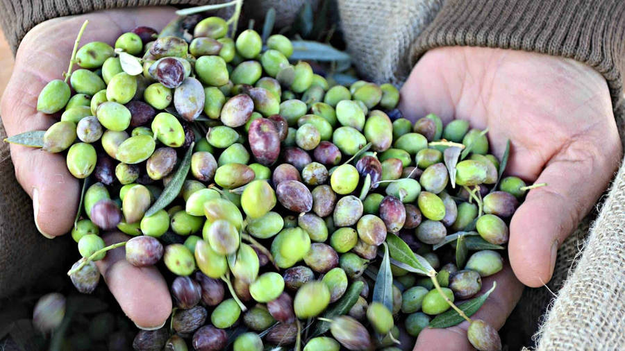 Caption: Luscious Picual Olive Fruit Close-up Wallpaper