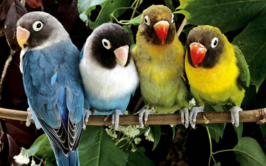 Caption: Majestic Birds Perched In Tree High Resolution Desktop Wallpaper Wallpaper
