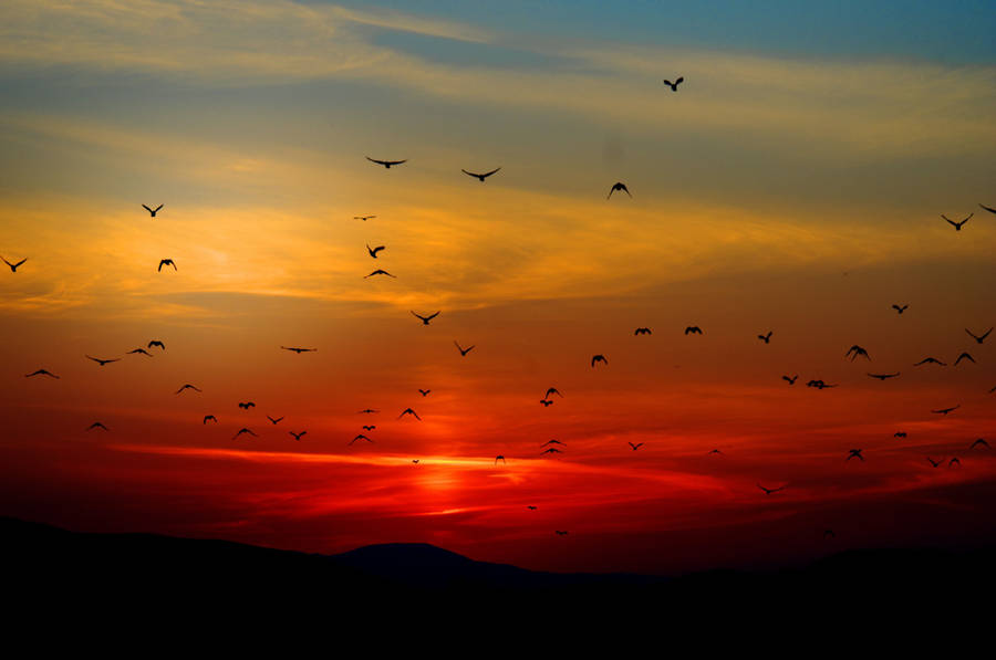 Caption: Majestic Birds Soaring In A Red-hued Sky Wallpaper