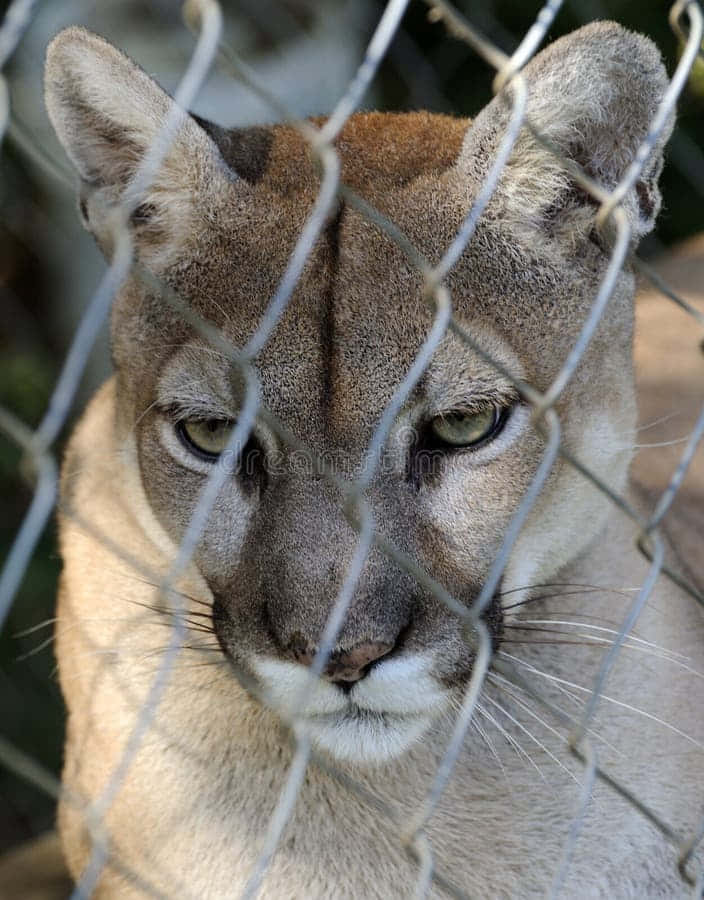 Caption: Majestic Cougar In Natural Habitat Wallpaper