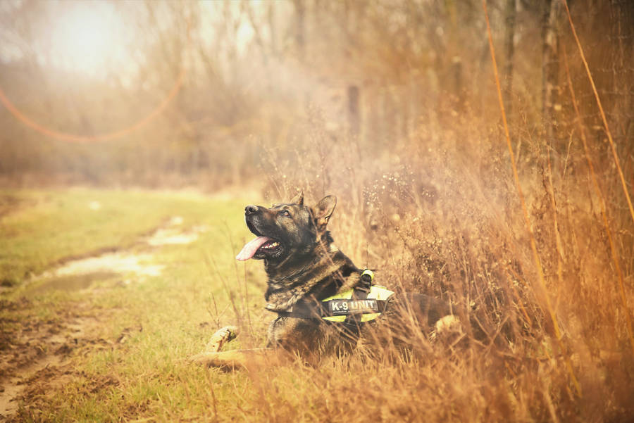 Caption: Majestic German Shepherd In A Warm Aura Wallpaper