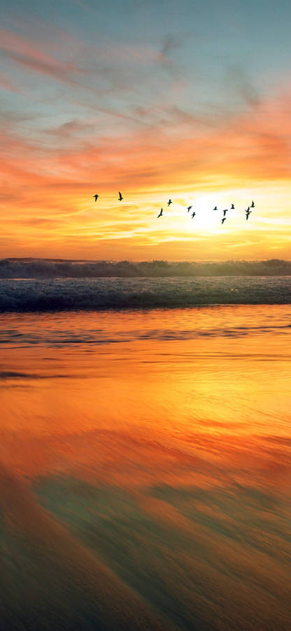 Caption: Majestic Ocean Sunset - Birds Soaring Against A Radiant Twilight. Wallpaper