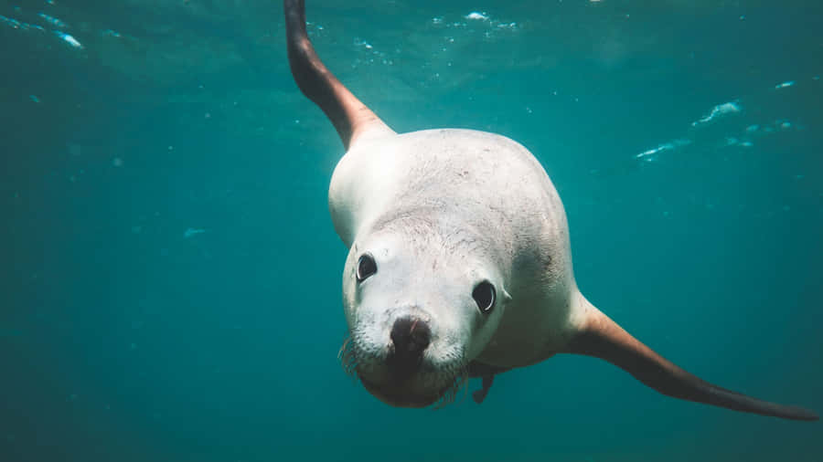 Caption: Majestic Sea Lion Basking In Sun On A Rocky Shoreline. Wallpaper