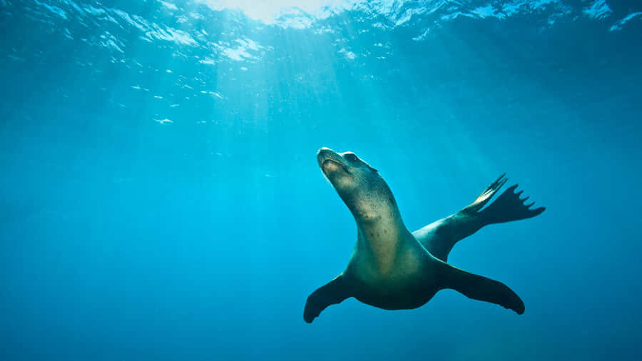 Caption: Majestic Sea Lion Lounging On A Rocky Shore Wallpaper