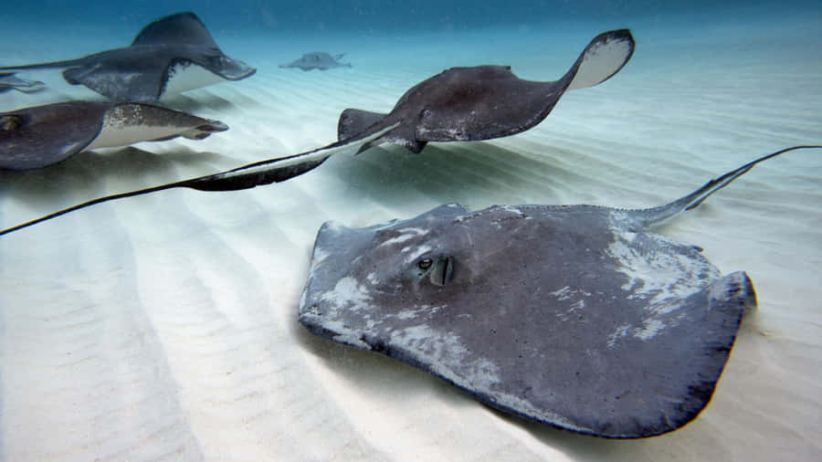 Caption: Majestic Stingray Gliding Underwater Wallpaper