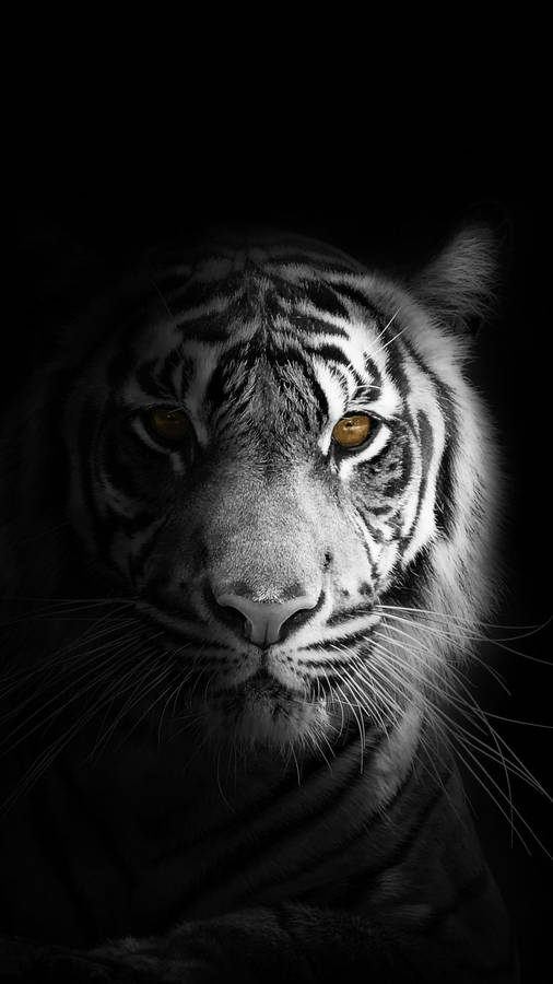 Caption: Majestic Tiger In All Black Background Wallpaper