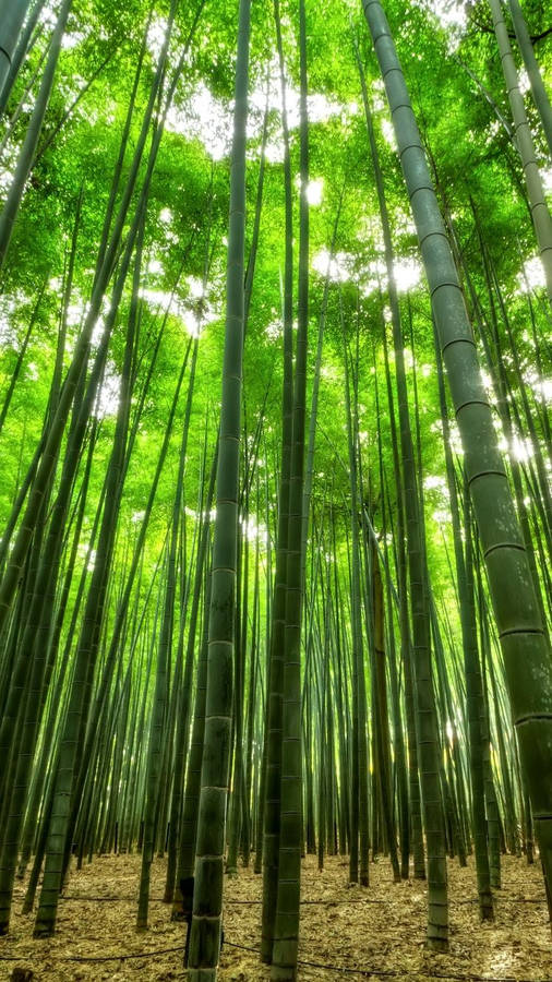 Caption: Mystical Bamboo Forest On Iphone Wallpaper Wallpaper