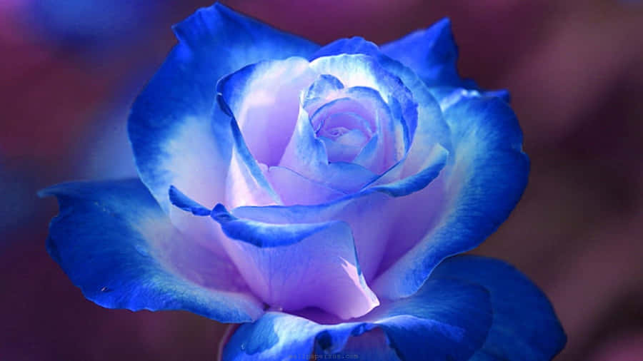 Caption: Mystical Blue Rose Wallpaper