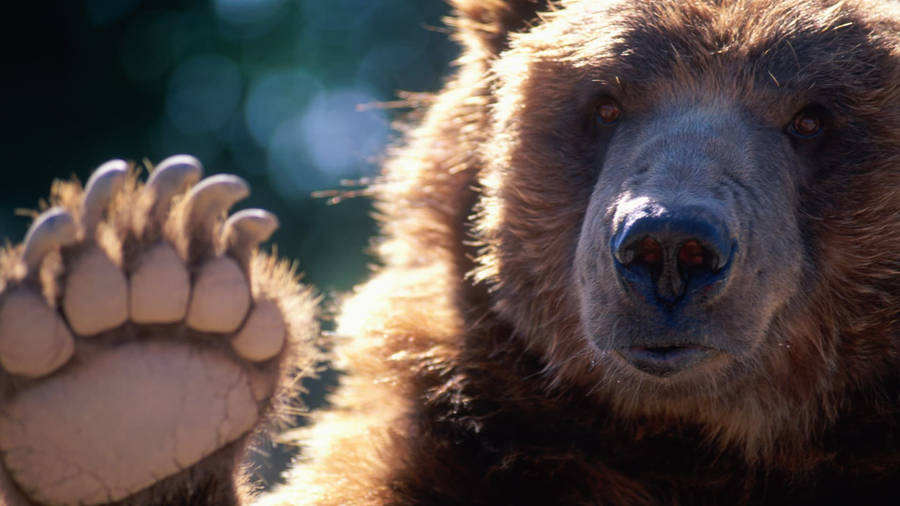 Caption: Robust Kodiak Bear Showcasing Its Claws Wallpaper