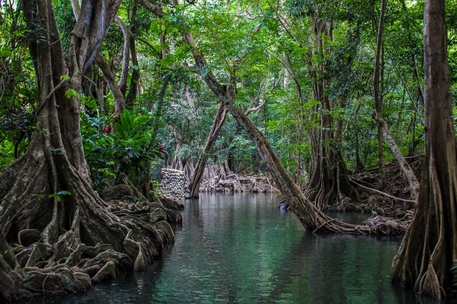 Caption: Stunning View Over Mangroves In Dominica, North America Wallpaper