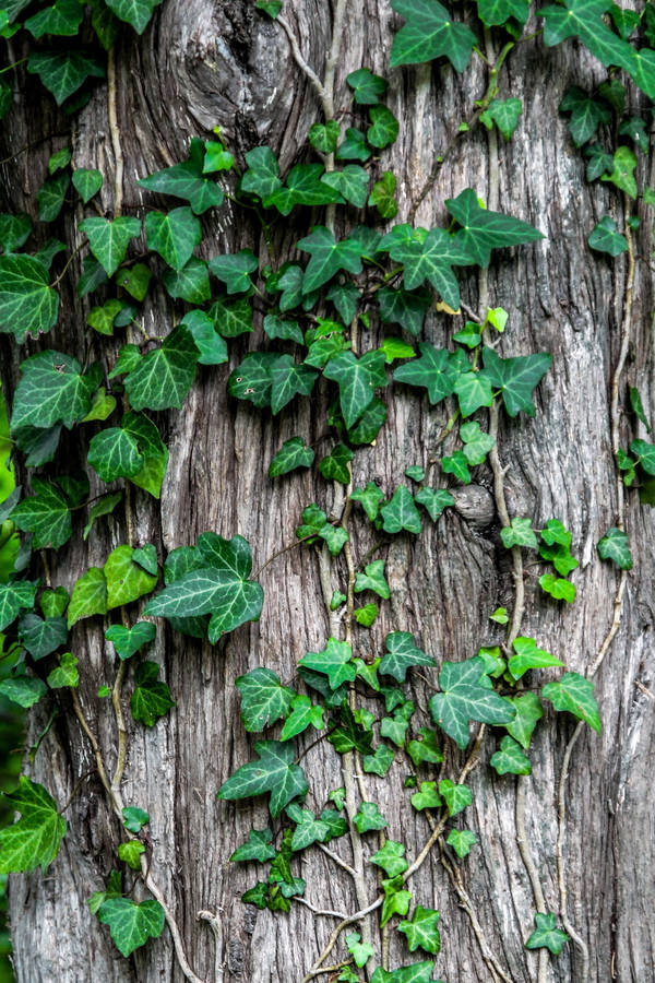 Caption: Tranquil Green Leaves On Vines Wallpaper