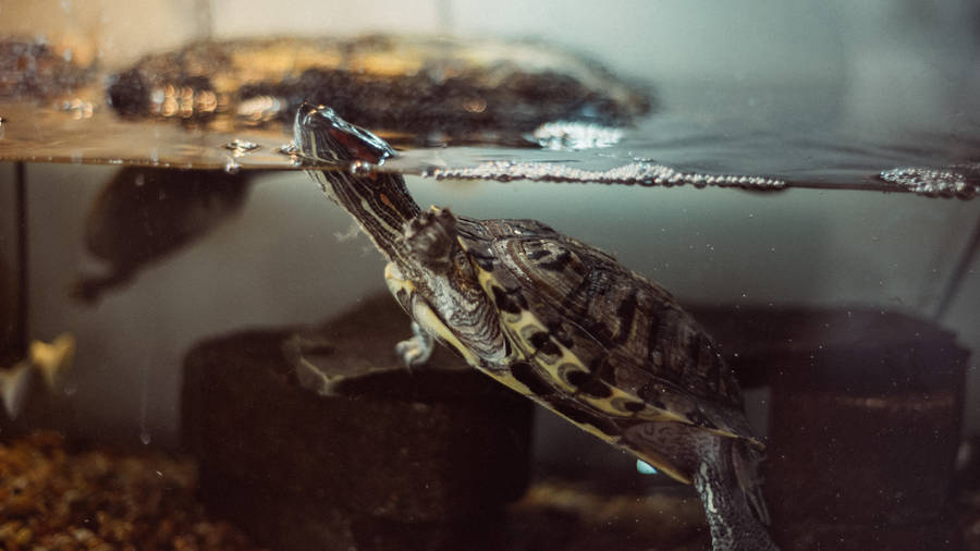 Caption: Tranquil Water Turtle Resurfacing In A Fish Tank Wallpaper