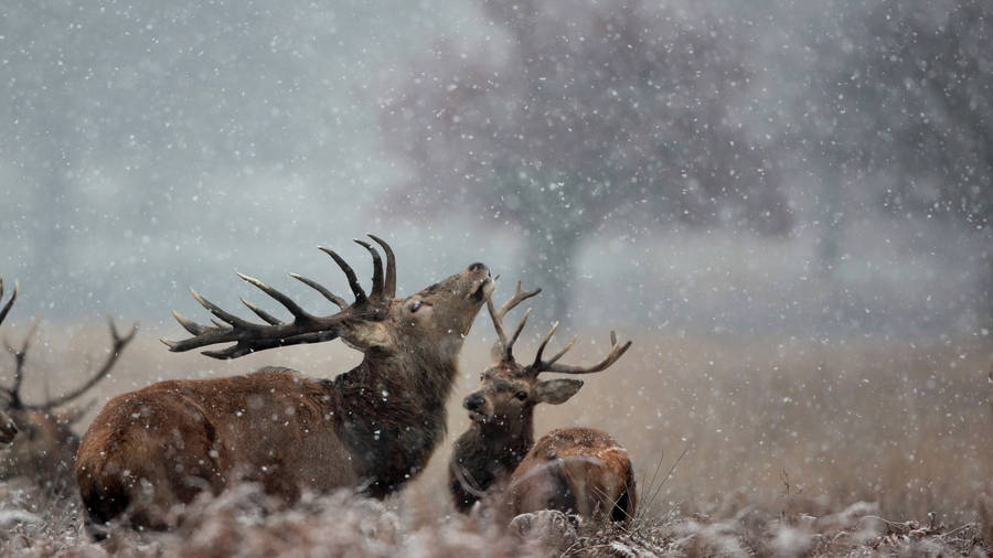 Caption: Untamed Reindeers In The Wilderness Wallpaper