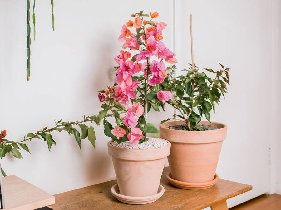 Caption: Vibrant Blooming Bougainvillea Adorning A Rural Landscape Wallpaper