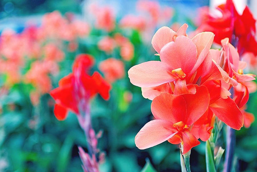 Caption: Vibrant Gladiolus Flowers In Full Bloom Wallpaper