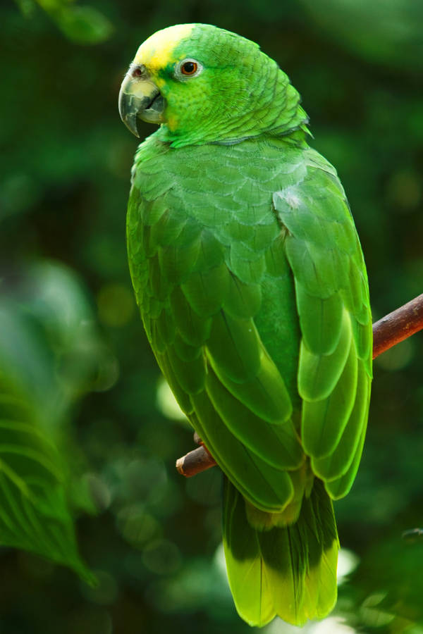 Caption: Vibrant Green Parrot In Hd Quality Wallpaper