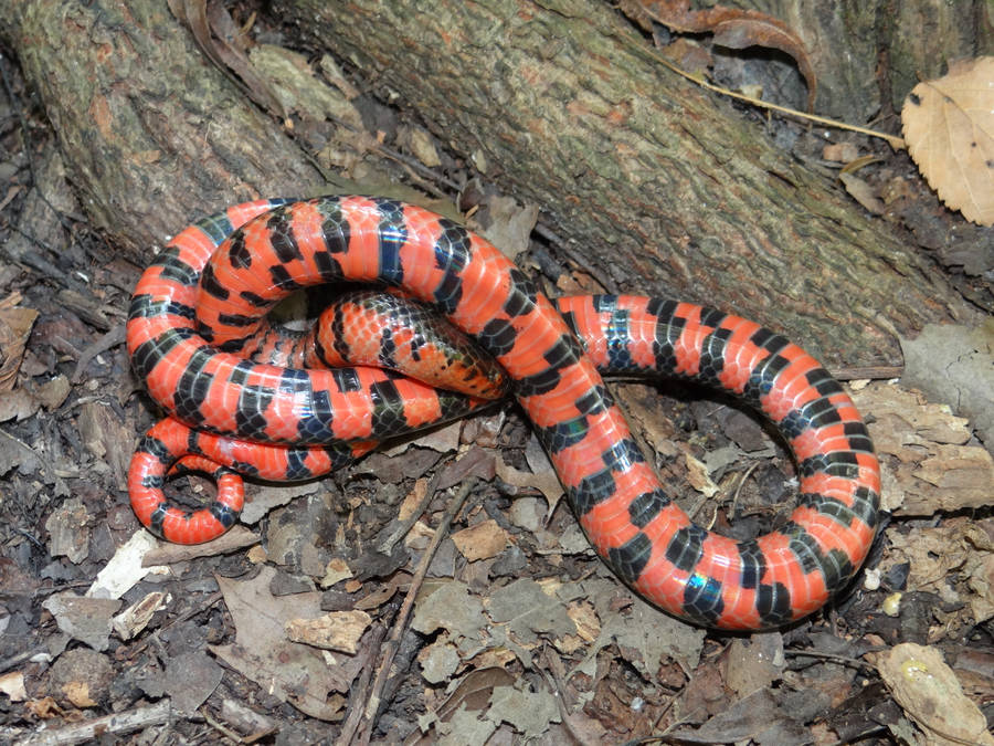 Caption: Vibrant Mud Snake Showcasing Its Patterned Scales Wallpaper