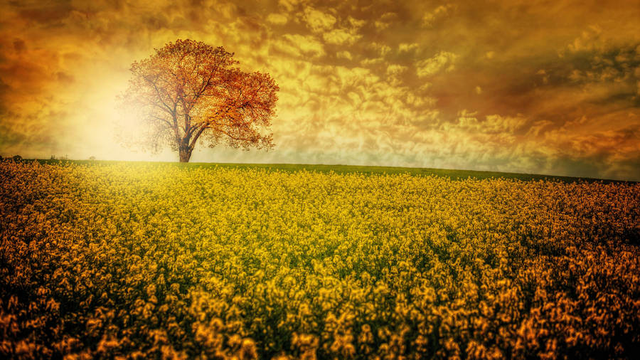 Captivating 8k Ultra Hd Floral Field Desktop Wallpaper Wallpaper