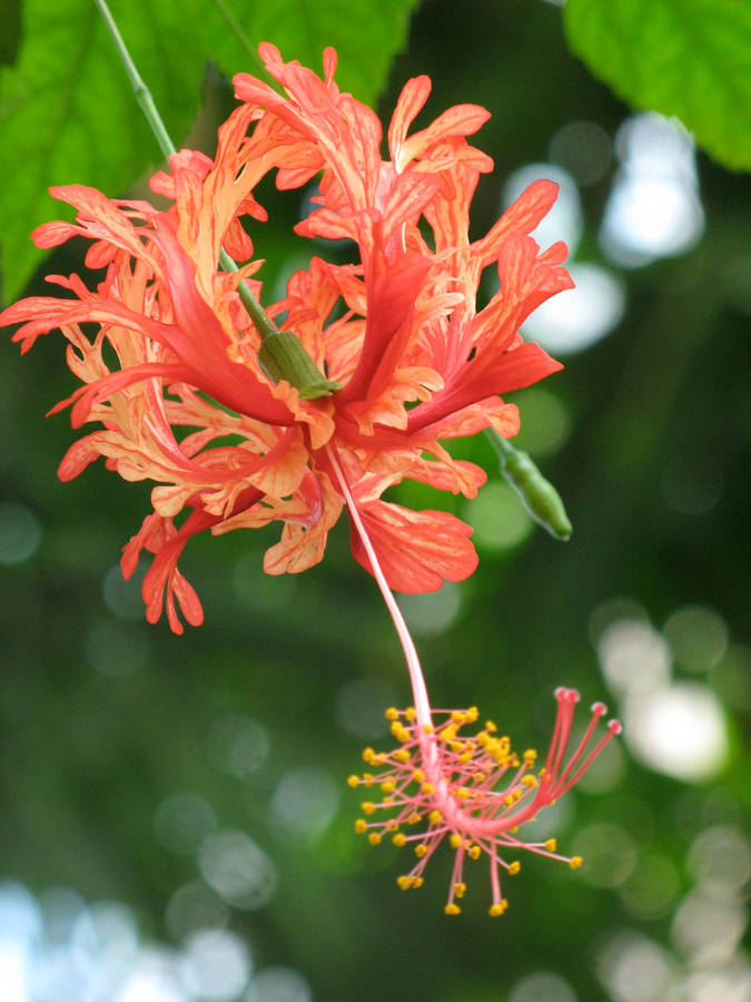 Captivating Beauty Of A Coral Hibiscus Flower Wallpaper