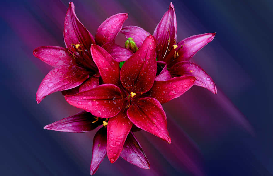 Captivating Beauty Of Red Lily Flowers Wallpaper