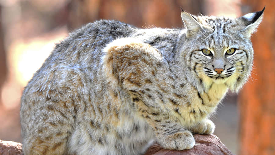 Captivating Bobcat In Natural Habitat Wallpaper