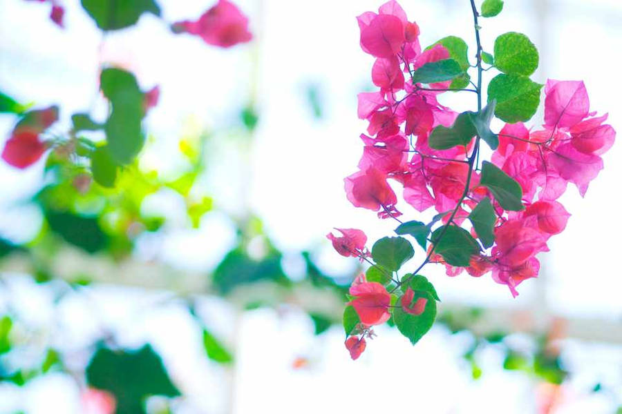 Captivating Bougainvillea Blossom Wallpaper