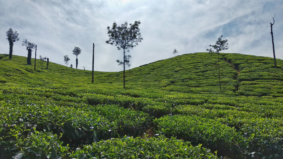 Captivating Chikmagalur Tea Garden Wallpaper