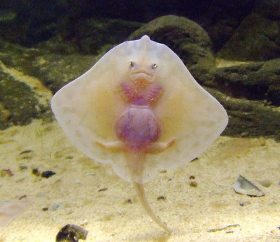 Captivating Close-up Of Graceful Stingray Wallpaper