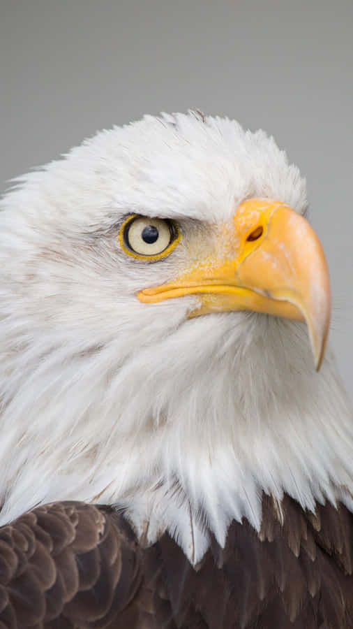 Captivating Eagle Iphone Wallpaper Wallpaper
