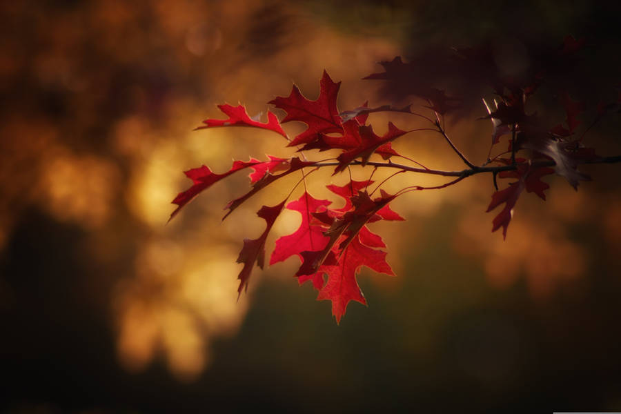 Captivating Fall Foliage In Full Force Wallpaper