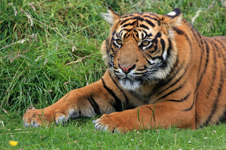 Captivating Gaze Of The Sumatran Tiger Hd Wallpaper