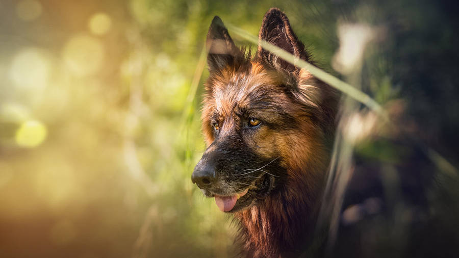 Captivating German Shepherd On Duty Wallpaper