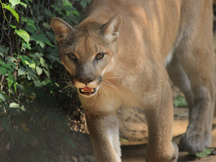 Captivating Image Of A Cougar In Its Natural Habitat Wallpaper