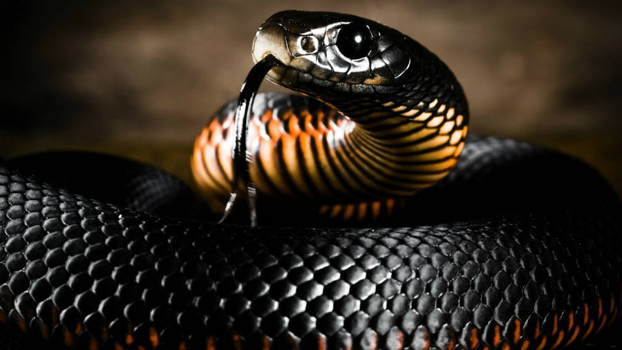 Captivating Image Of An Orange And Black Mamba Snake Wallpaper