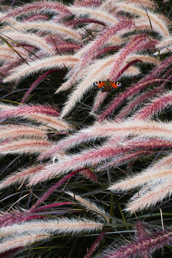 Captivating Iphone Lock Screen Featuring Dreamy Moth Wallpaper