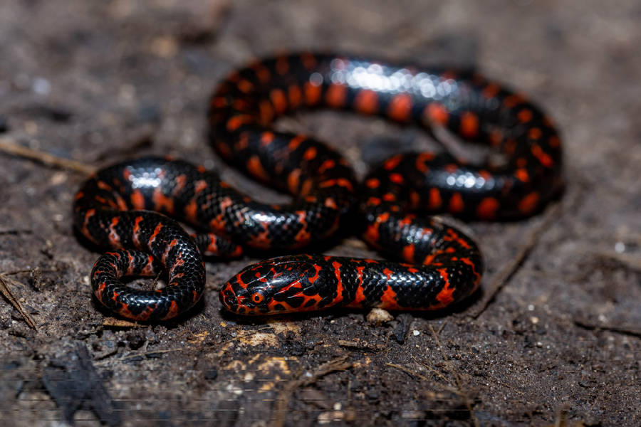 Captivating Mud Snake Exhibiting Vibrant Red Patterns Wallpaper