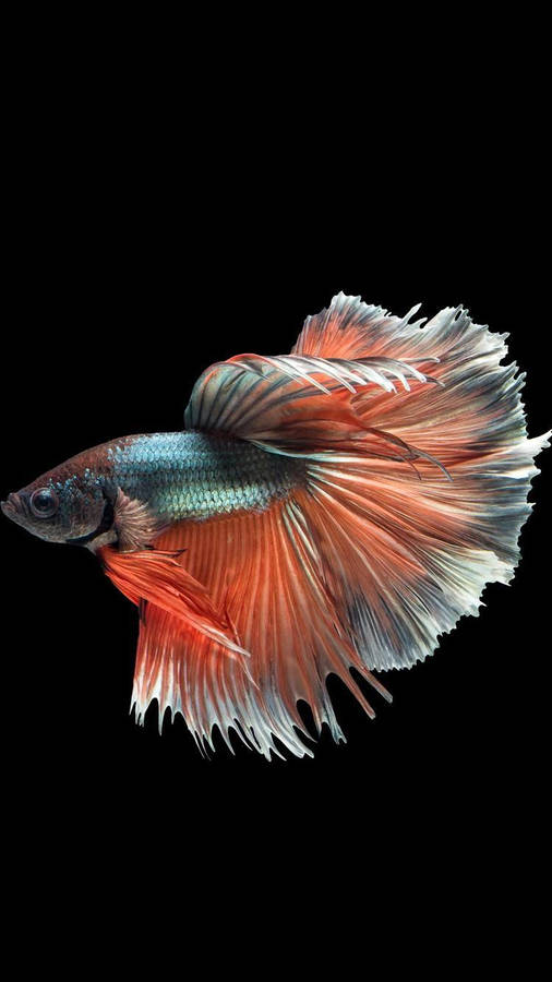 Captivating Pink-orange Betta Fish Wallpaper