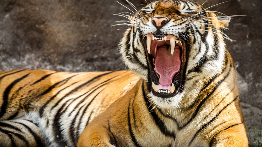 Captivating Roar: Majesty Of The Wilderness In Hd Wallpaper