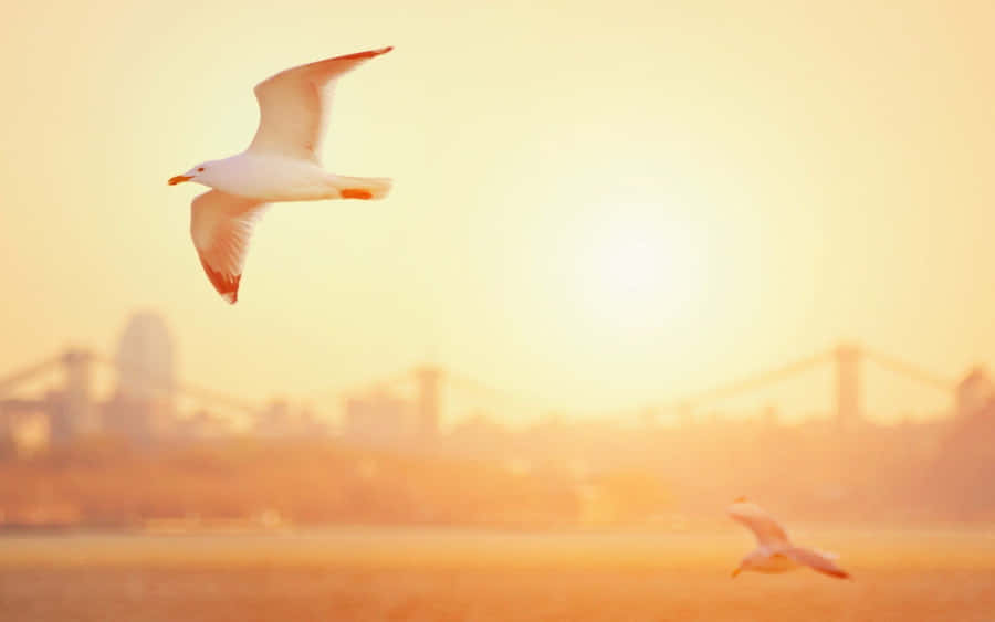 Captivating Seagull In Mid-flight At The Beach Wallpaper