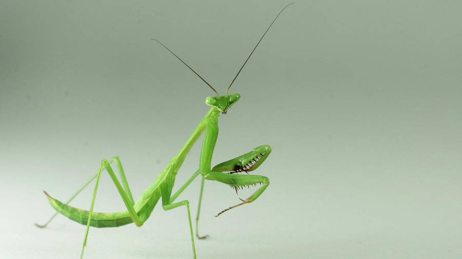 Captivating Sight Of Yellow-green Praying Mantis Wallpaper