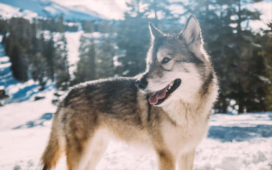 Captivating Wolf Pup In A Scenic Forest Wallpaper