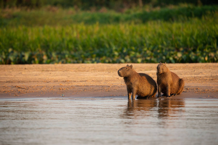 Capybara Couple By The Water Wallpaper