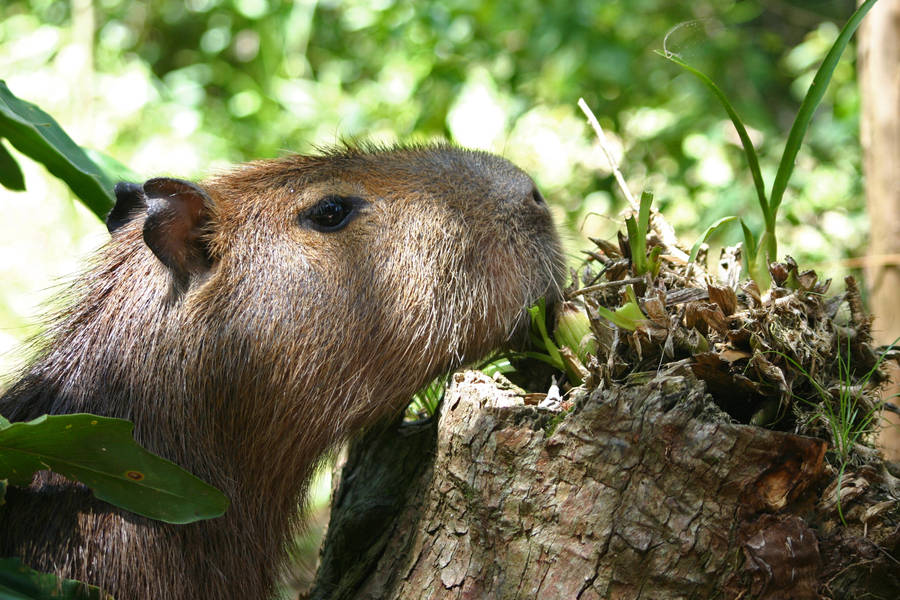 Capybara Gnawing On A Tree Stump Wallpaper