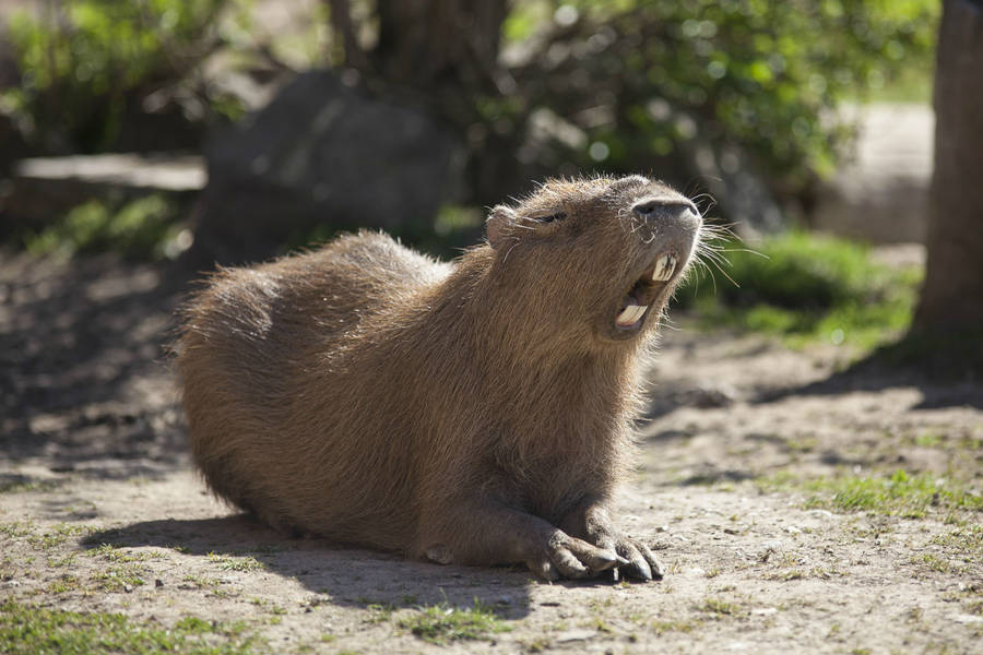 Capybara Open Mouth Wallpaper