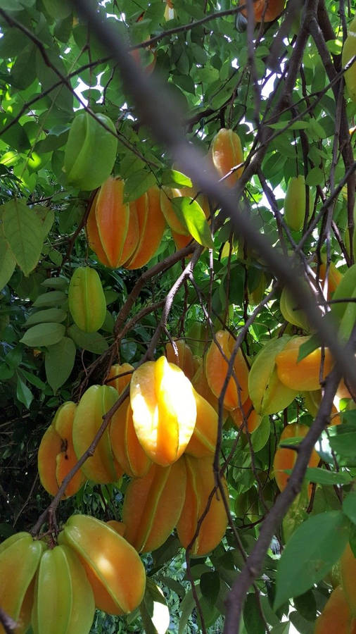 Carambola Hanging On Trees Wallpaper