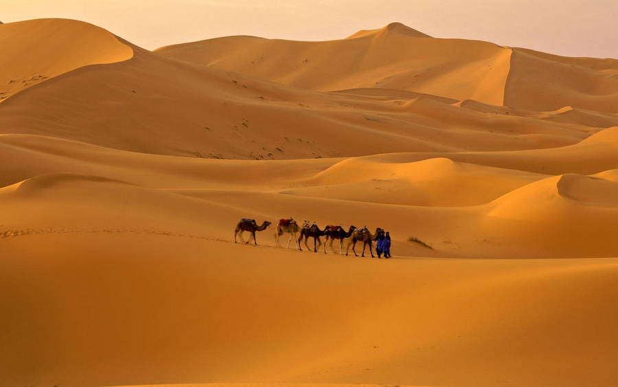 Caravan Of Camels At The Sahara Wallpaper