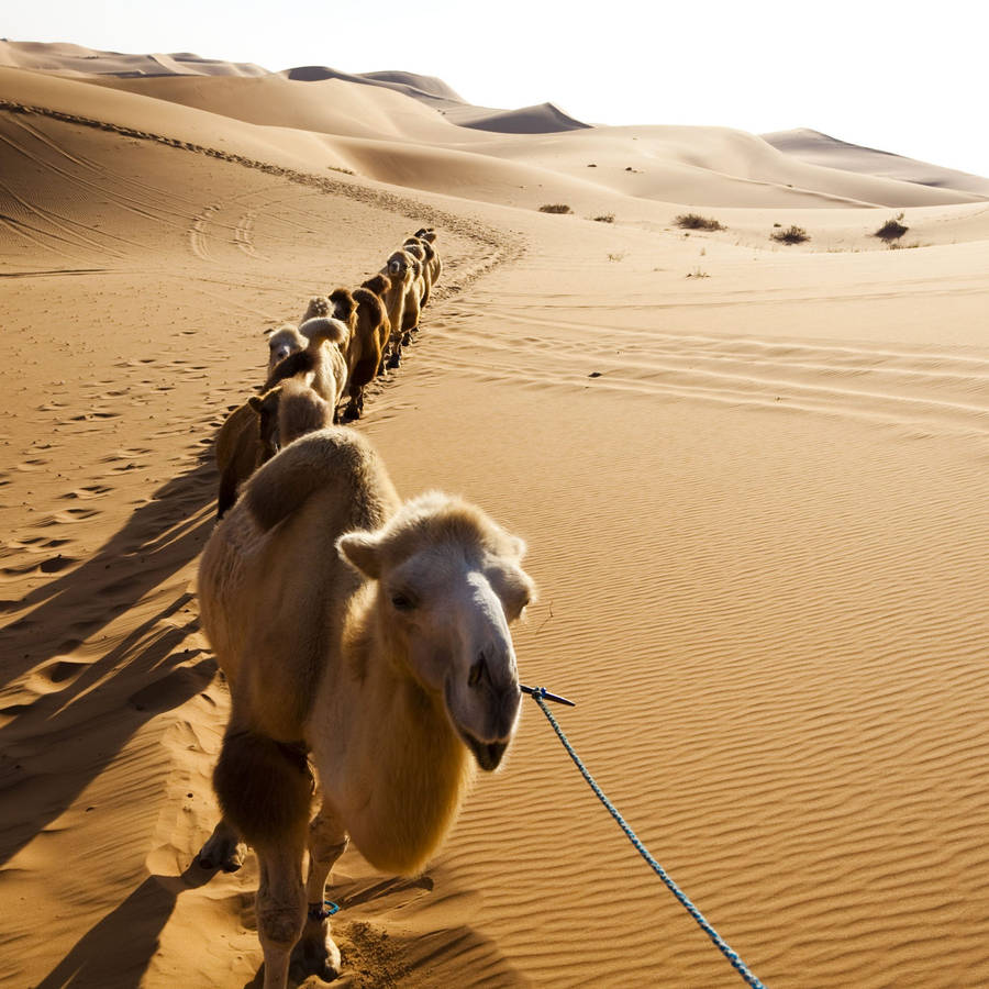 Caravan Of White Camels Wallpaper